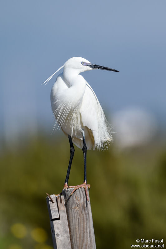 Little Egretadult breeding, identification