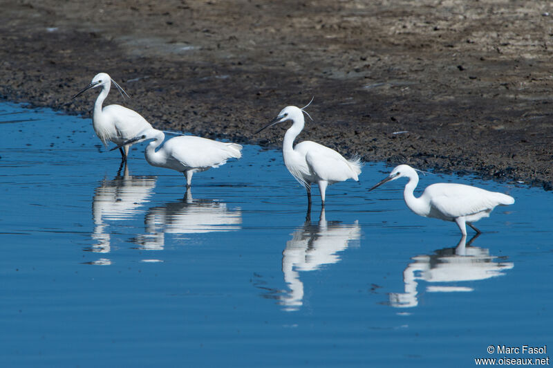 Aigrette garzetteadulte, pêche/chasse