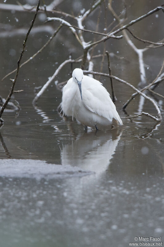 Aigrette garzetteadulte, identification, pêche/chasse