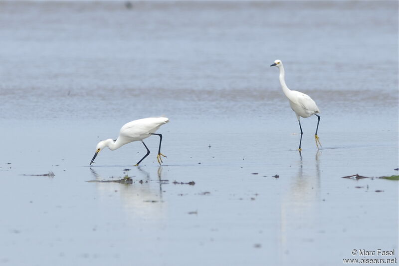 Aigrette neigeuse, identification