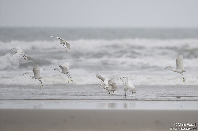 Snowy Egretadult post breeding, identification, Behaviour