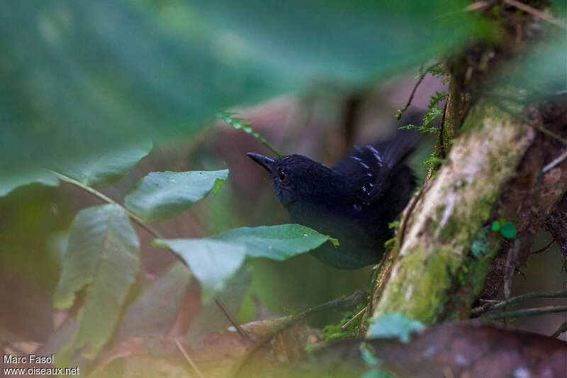 Alapi des Esmeraldas mâle, identification