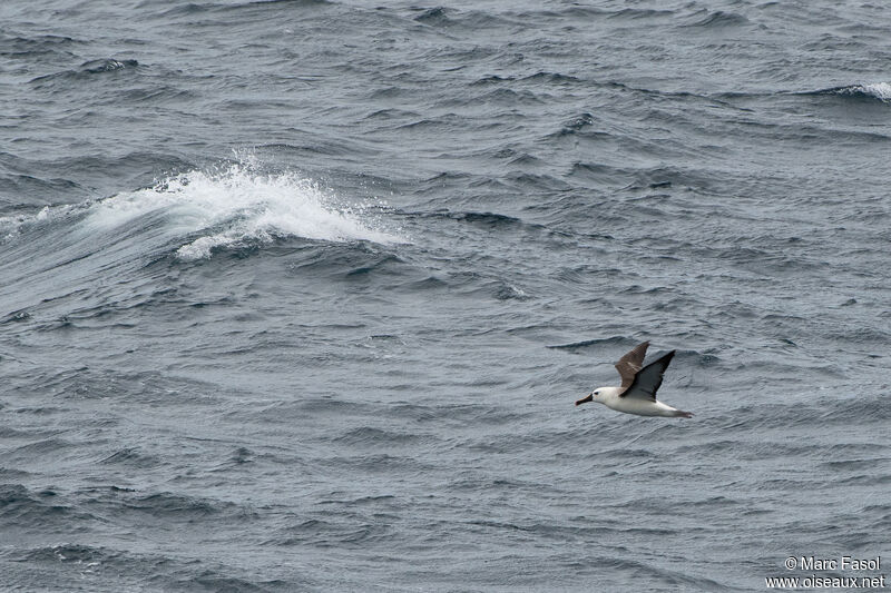 Atlantic Yellow-nosed Albatrossadult post breeding, Flight