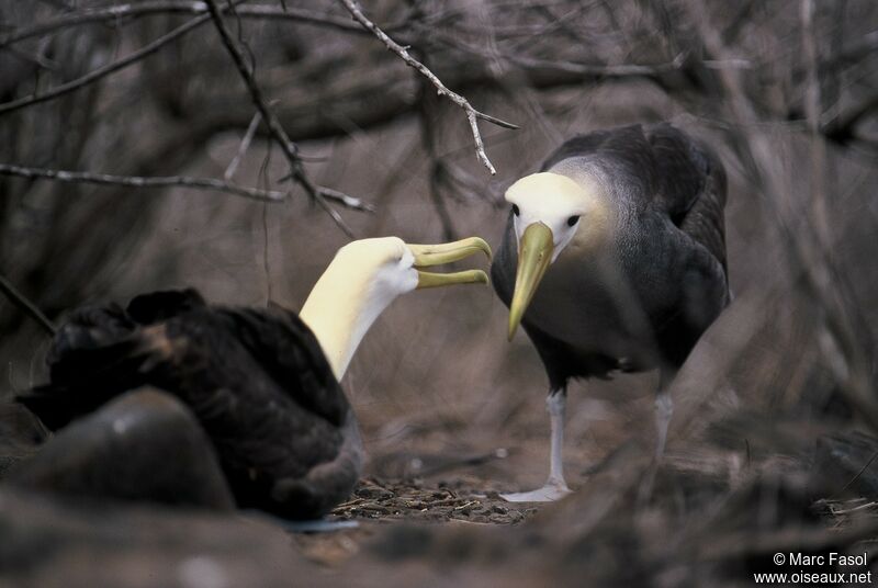 Waved Albatross adult breeding, identification, Reproduction-nesting, Behaviour