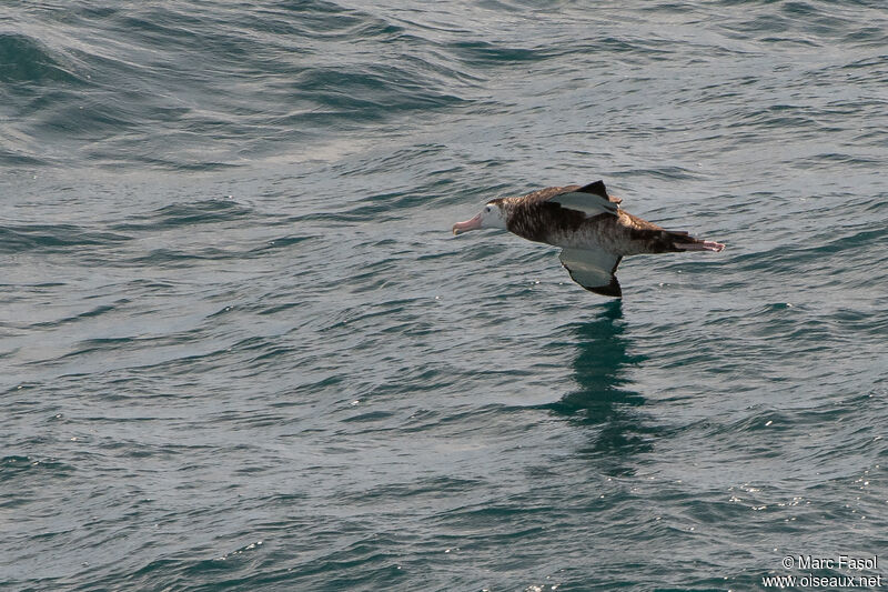 Snowy Albatrossimmature, Flight