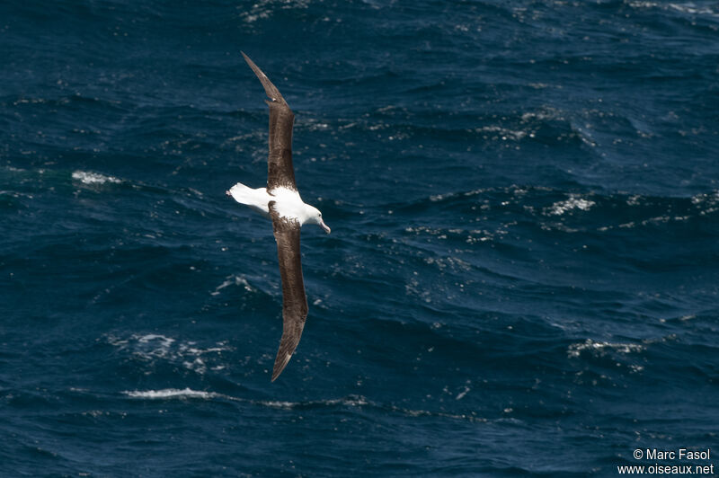 Northern Royal Albatrossadult, Flight