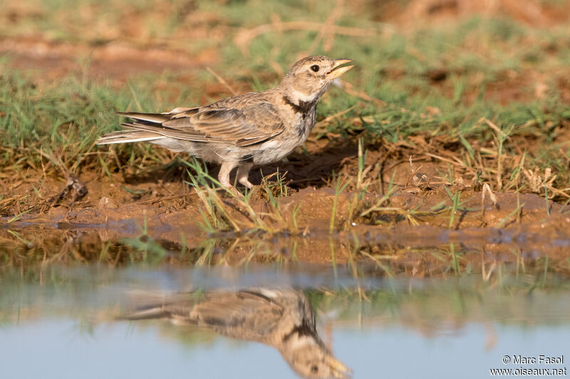 Calandra Larkadult post breeding, identification