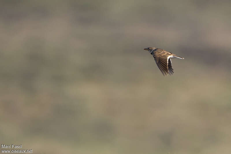 Calandra Larkadult, Flight