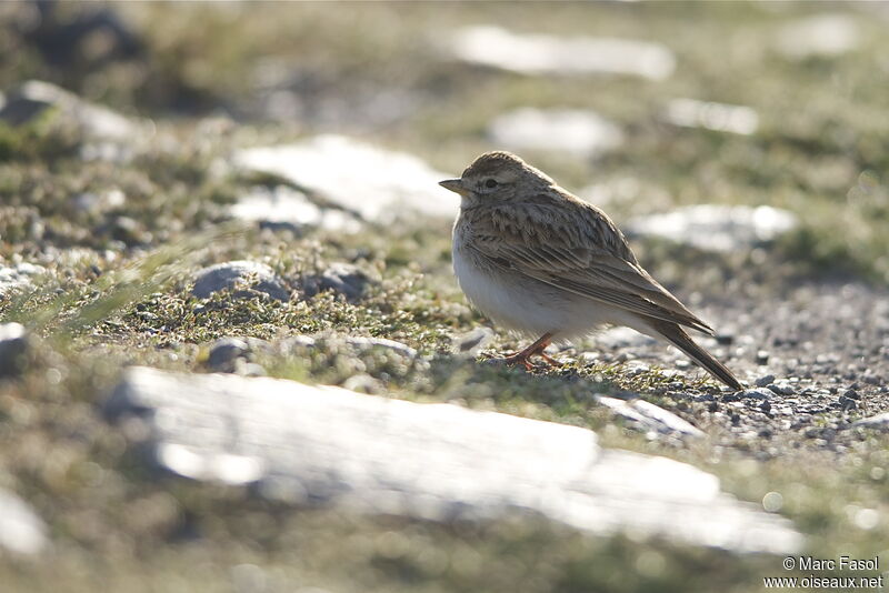 Greater Short-toed Larkadult breeding, identification