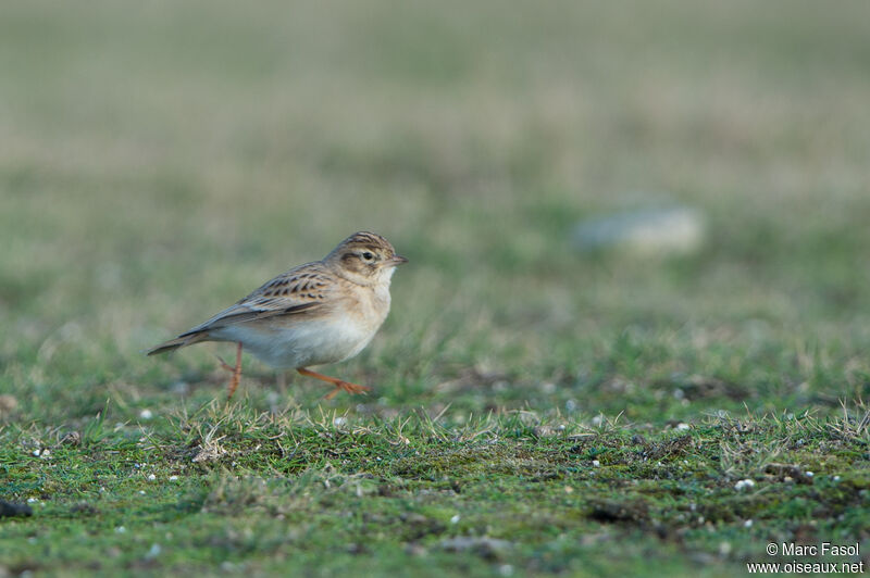 Alouette calandrelleadulte, identification, marche