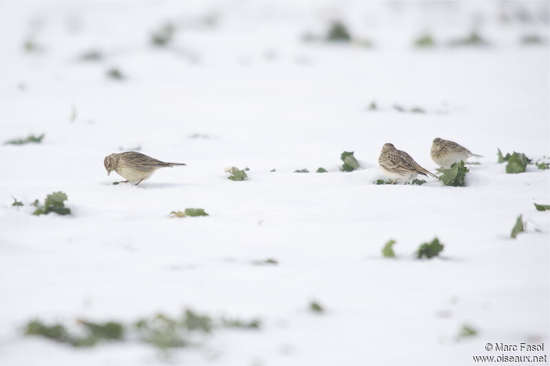 Eurasian Skylark