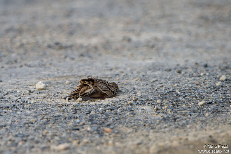 Eurasian Skylark, care