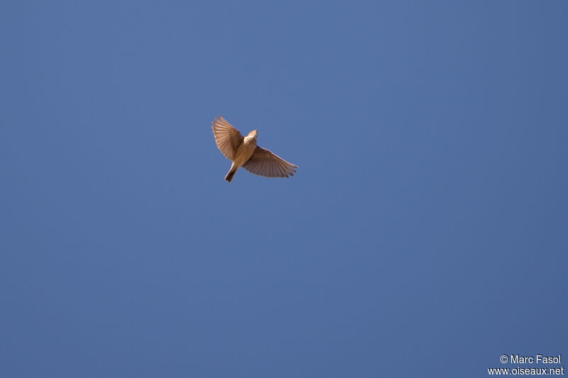 Mediterranean Short-toed Larkadult, Flight, song