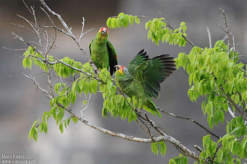 Amazone à lores rougesadulte nuptial, Comportement