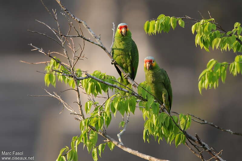 Red-lored Amazonadult breeding, Behaviour