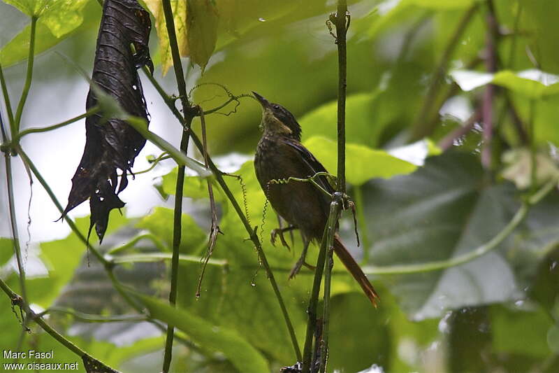 Anabate chamoisadulte, identification, Comportement