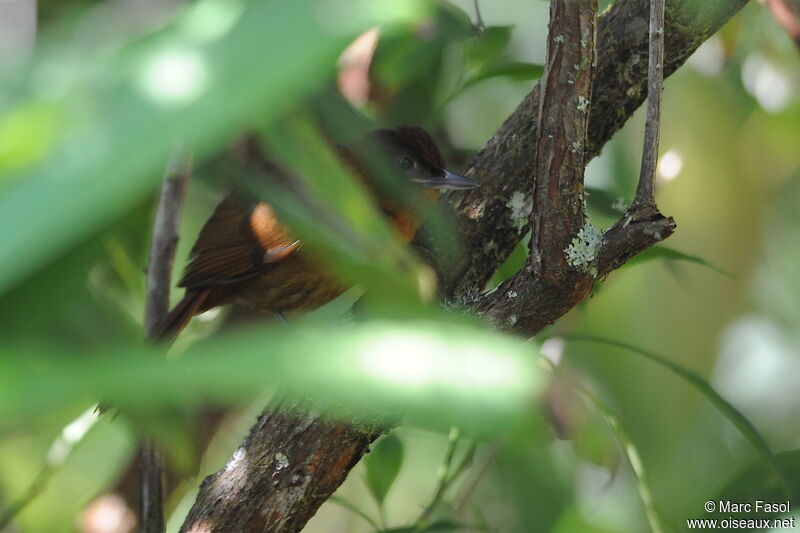 Ruddy Foliage-gleaneradult, identification, Behaviour