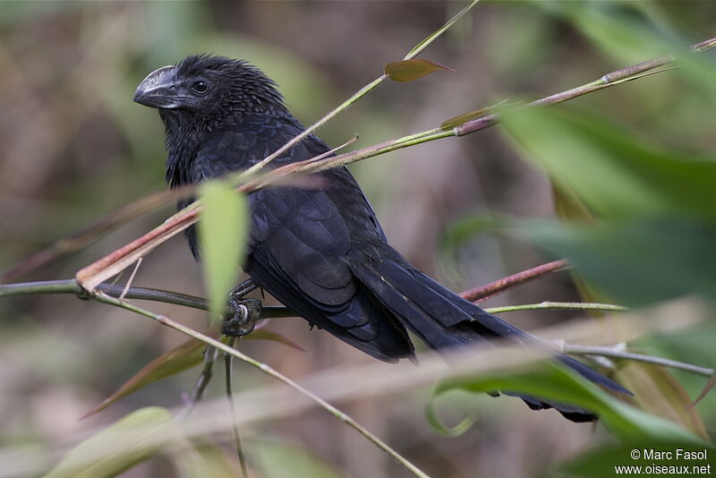 Smooth-billed Aniadult, identification