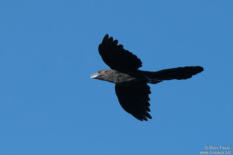 Smooth-billed Aniadult, Flight