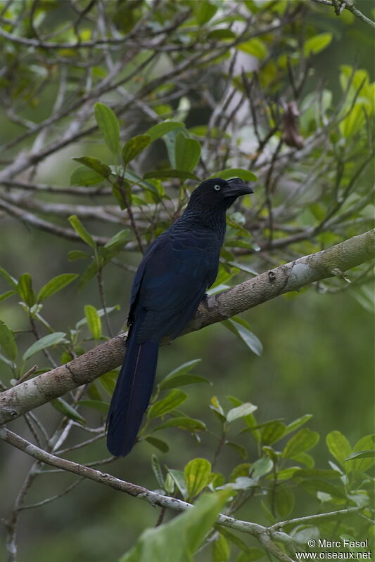 Ani des palétuviersadulte, identification