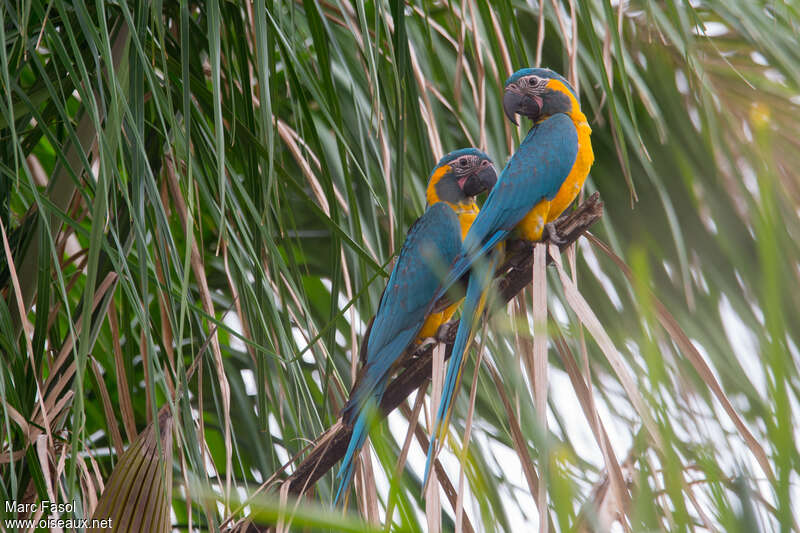 Blue-throated Macawadult breeding, identification