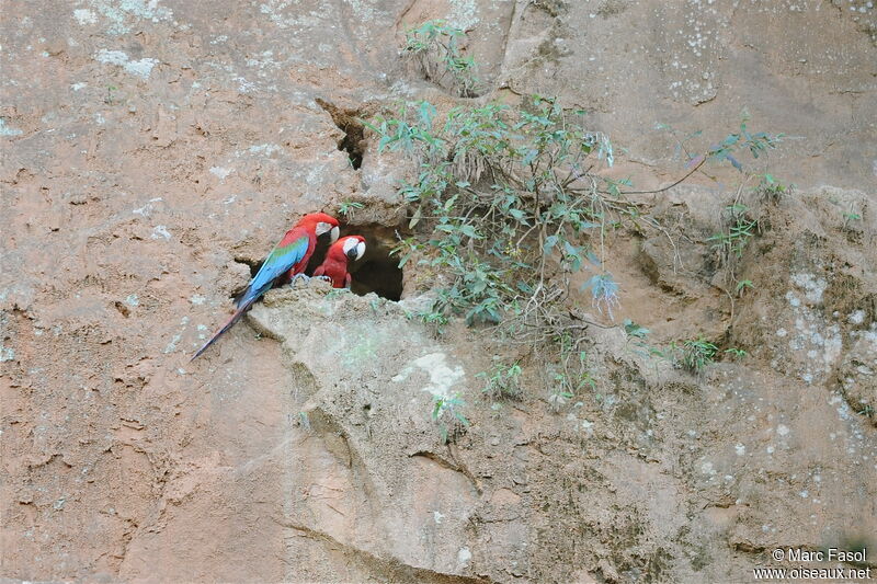 Red-and-green Macawadult, Reproduction-nesting