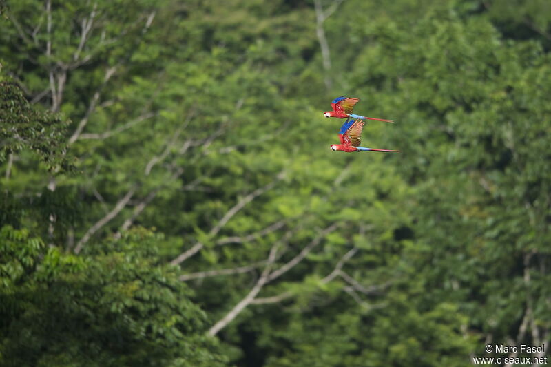 Scarlet Macaw adult, Flight