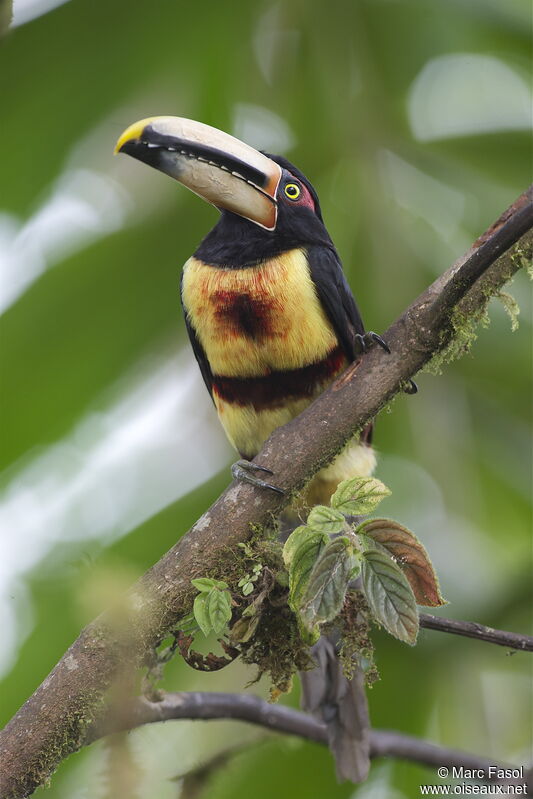 Collared Aracariadult, identification