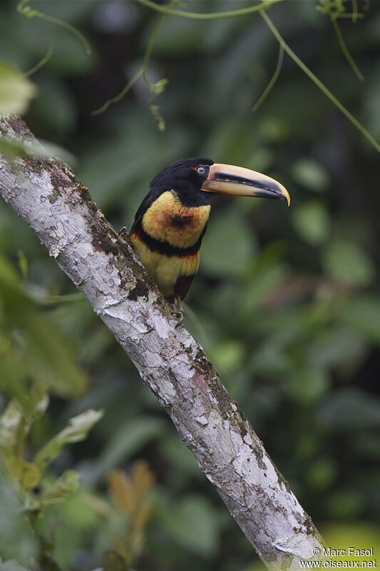 Collared Aracariadult, identification