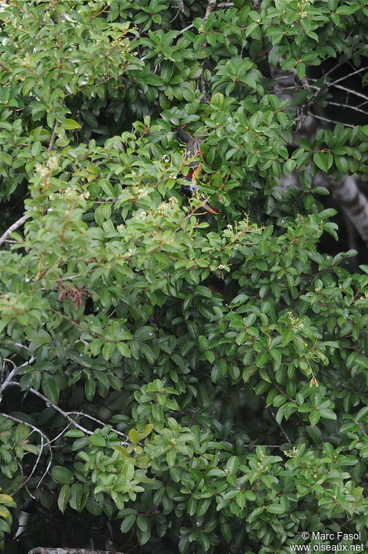 Curl-crested Aracariadult, feeding habits, Behaviour