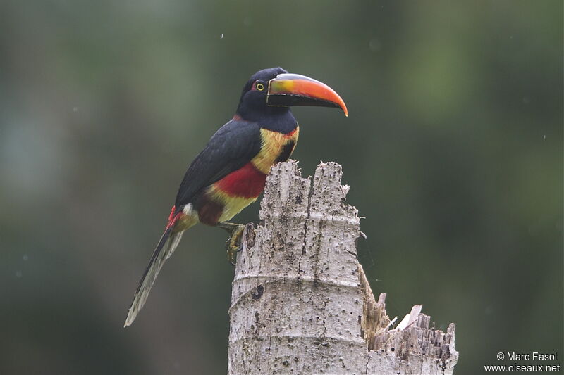 Fiery-billed Aracari, identification