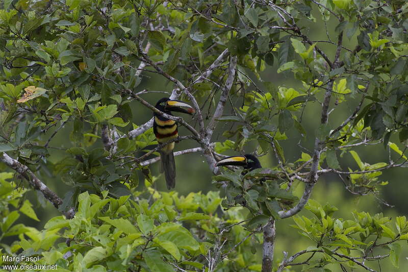 Many-banded Aracariadult, habitat, feeding habits, Behaviour