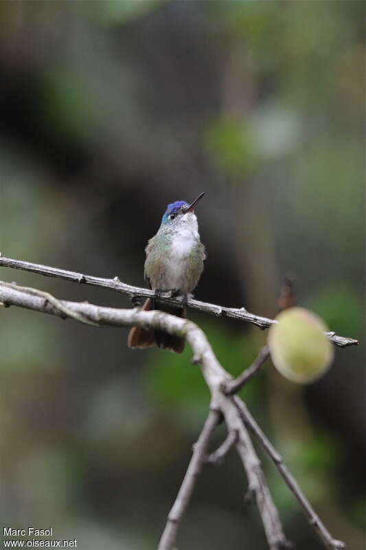 Azure-crowned Hummingbirdadult breeding, identification