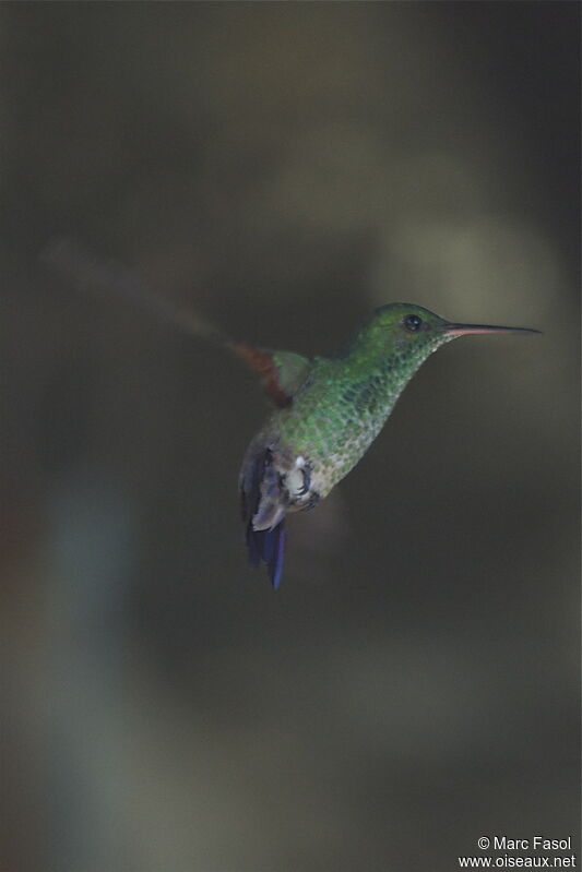 Blue-tailed Hummingbirdadult breeding, Flight