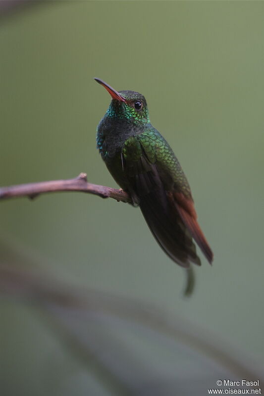 Rufous-tailed Hummingbirdadult, identification