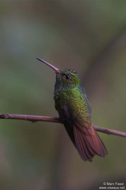 Rufous-tailed Hummingbirdadult, identification