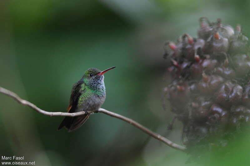 Rufous-tailed Hummingbird male adult, identification