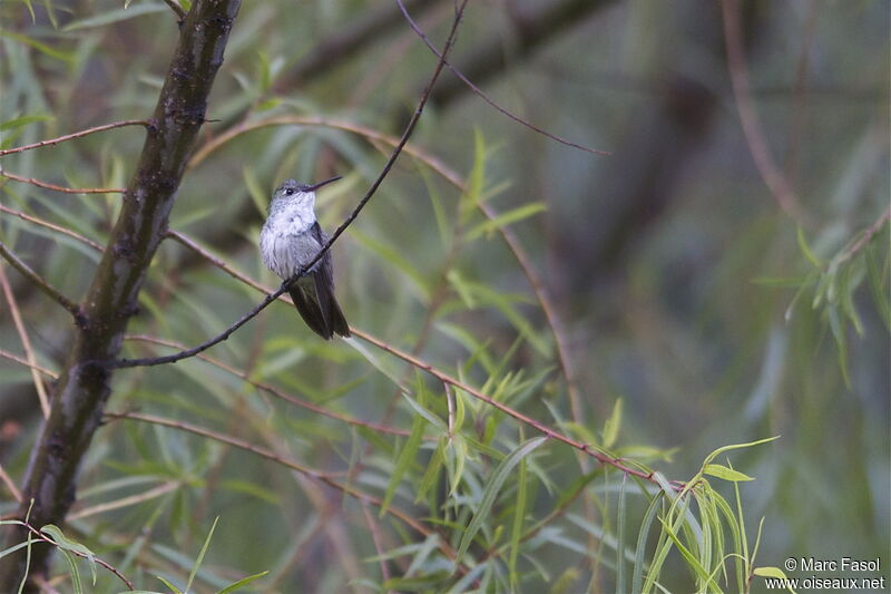 Green-and-white Hummingbirdadult, identification