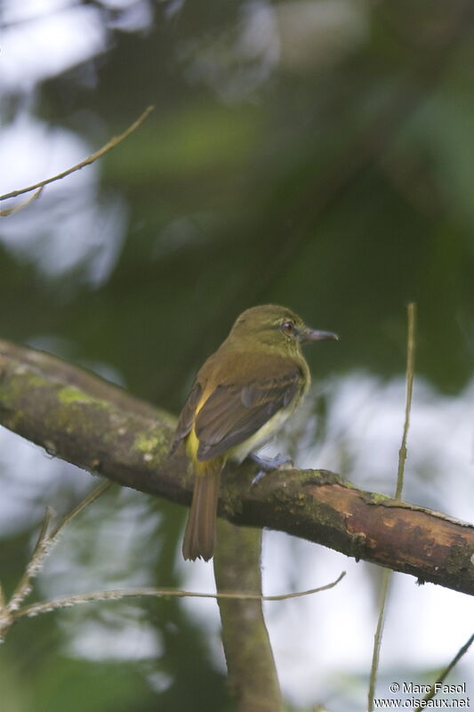 Bright-rumped Attilaadult, identification