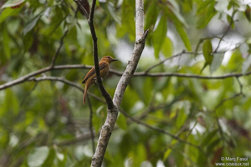 Cinnamon Attilaadult, identification