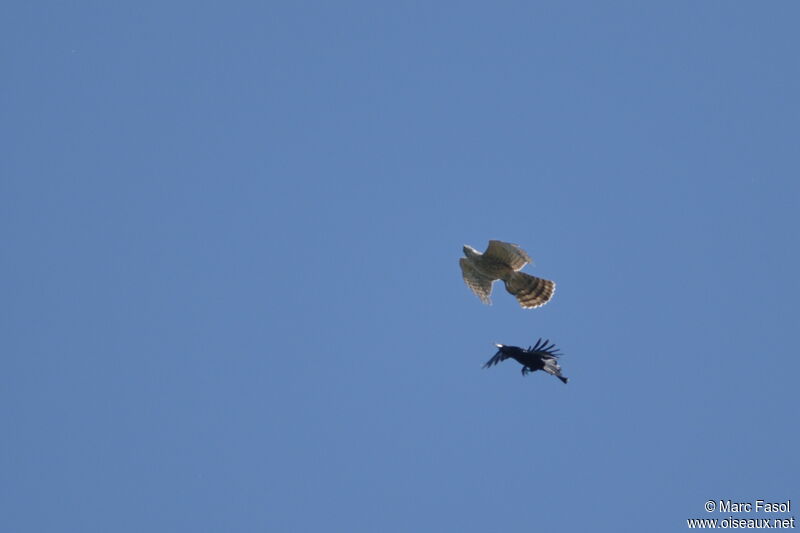 Eurasian Goshawk female Second year, Flight