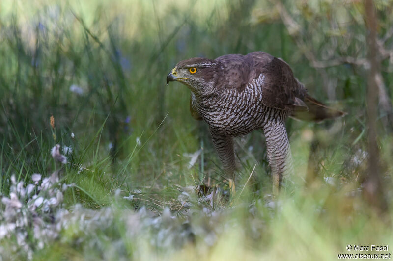 Eurasian Goshawk female adult breeding, identification