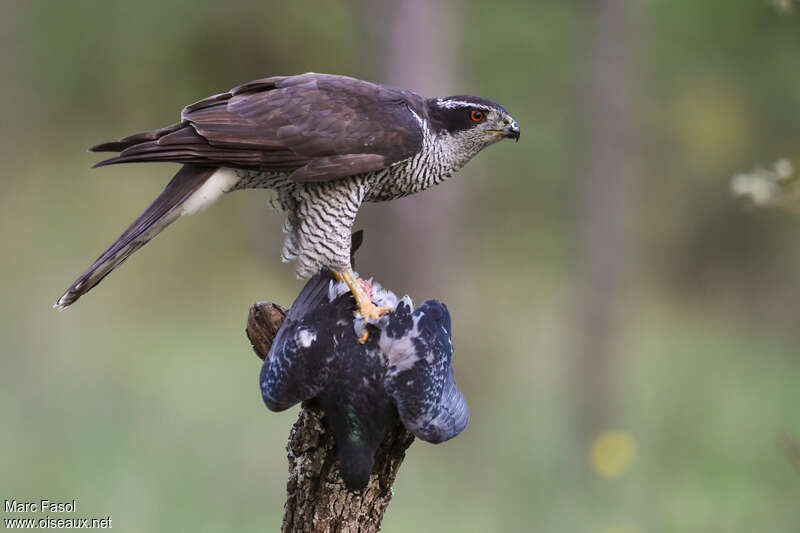 Eurasian Goshawk male adult, identification