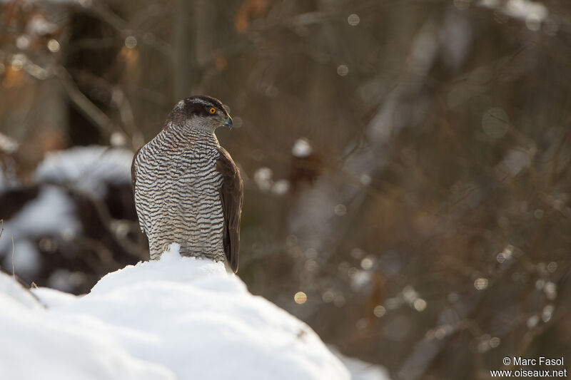 Eurasian Goshawk female subadult, identification