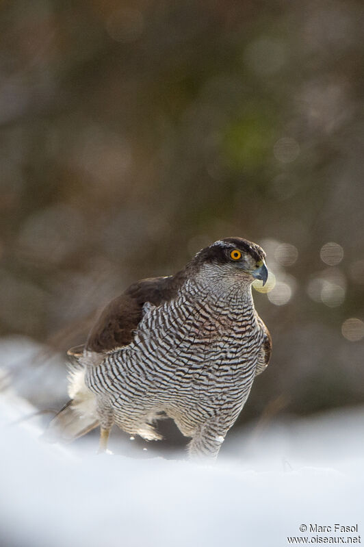 Eurasian Goshawk female subadult, identification, walking