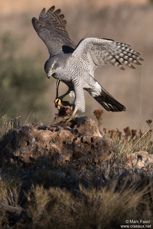 Eurasian Goshawk female adult, identification, feeding habits, eats