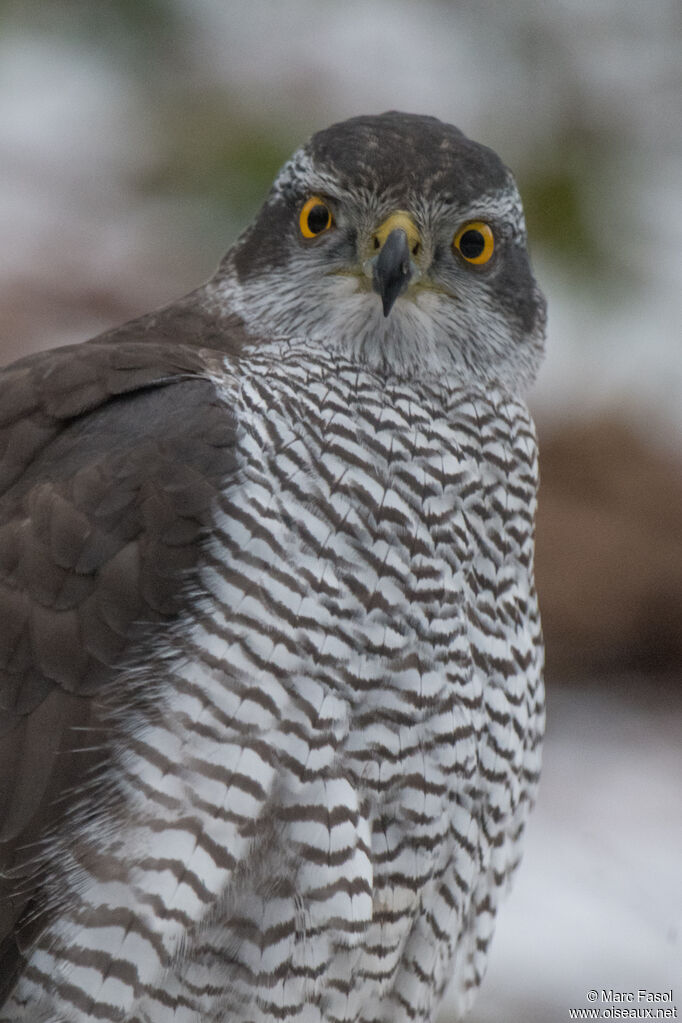 Eurasian Goshawk