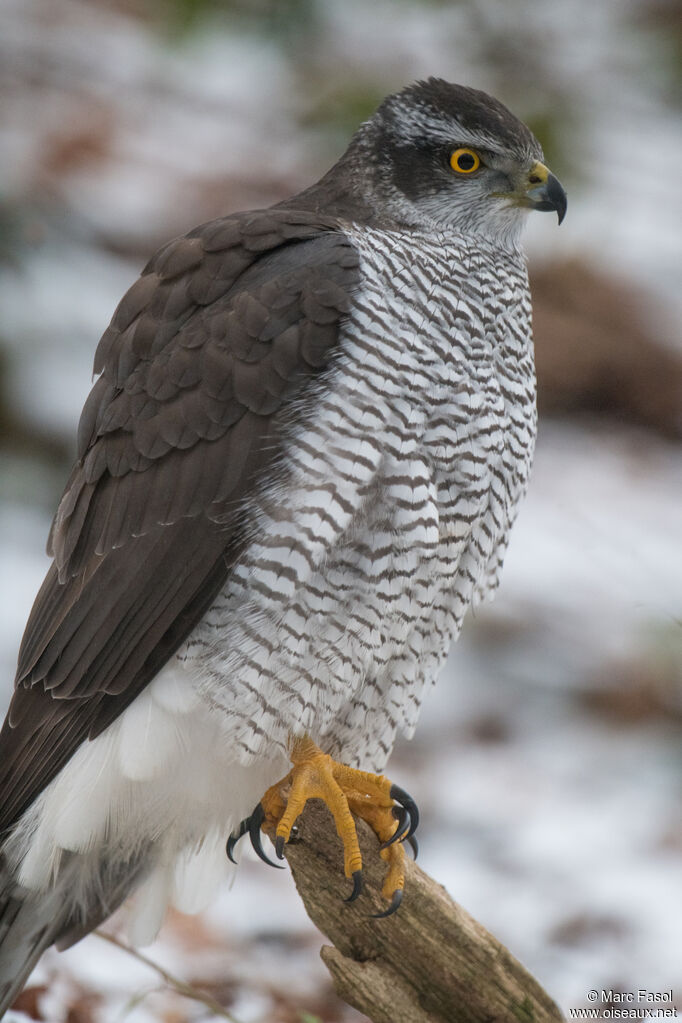 Eurasian Goshawk