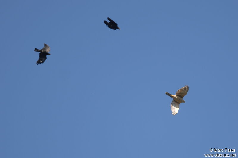 Eurasian Goshawk female Second year, Flight