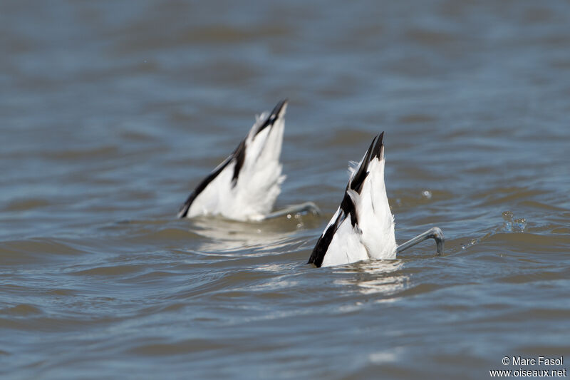 Avocette éléganteadulte, pêche/chasse